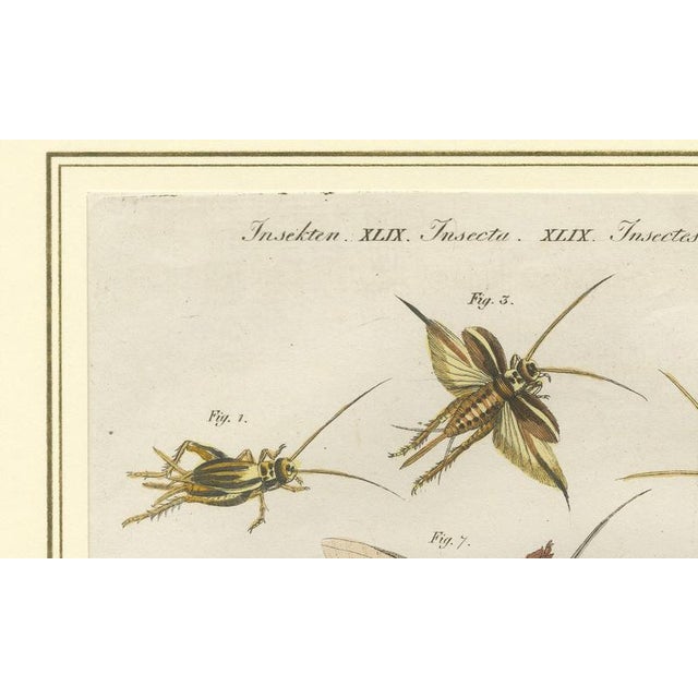 Antique Crickets and Mole Cricket Engraving by Bertuch, 1807 For Sale - Image 6 of 9
