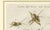 Antique Crickets and Mole Cricket Engraving by Bertuch, 1807 For Sale - Image 6 of 9