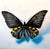 Repose by Emma Hirst | Oil on panel Butterfly with black and yellow wings on a light background For Sale