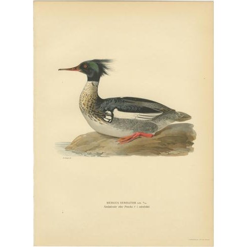Antique Merganser Duck Lithographs, Sweden, 1929, Set of 6 For Sale - Image 4 of 10