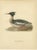 Antique Merganser Duck Lithographs, Sweden, 1929, Set of 6 For Sale - Image 4 of 10