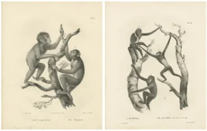 C. Last, Orangutan, Chimpanzee, Siamang & Gibbons, Lithographs, 1836, Set of 2