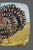 Farmhouse Late 20th Century Zrike on the Farm Italy Hand Painted Square Turkey Dish For Sale - Image 3 of 7