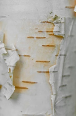 Gaétan Caron "Bouleau Blanc (White Birch)" Lac Perkins, Quebec, Framed Photo 2014