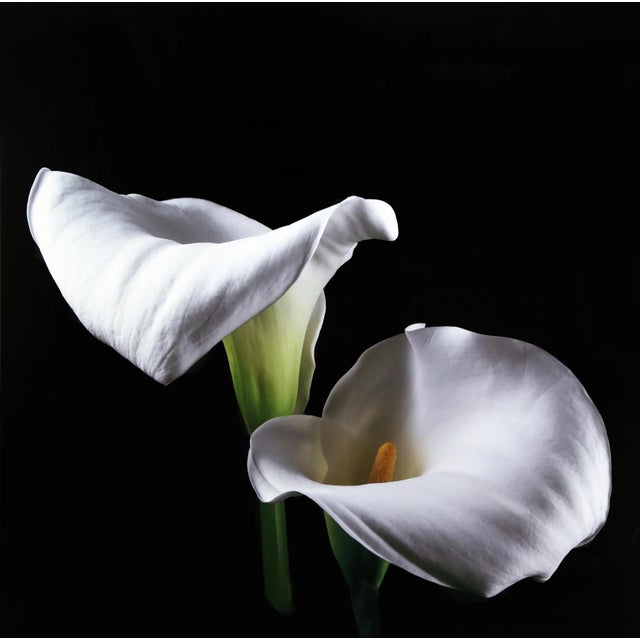 Photorealism Calla Lily (Large), Jonathan Singer, Photography For Sale - Image 3 of 3