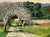 Shaded Path in the California Hills - Oil on Canvas (Laid on Board) Beautiful and colorful California landscape of trees...