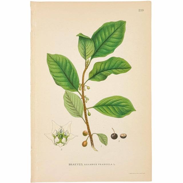 1900 - 1909 Set of 6 Antique Swedish Botanical Prints | Green Foliage Studies c.1902, Chromolithographs For Sale - Image 5 of 8