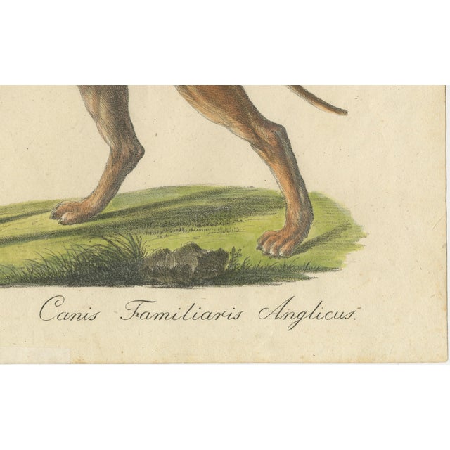 Karl Joseph Brodtmann, Mastiff Dog, 1816, Lithograph For Sale - Image 4 of 9