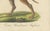 Karl Joseph Brodtmann, Mastiff Dog, 1816, Lithograph For Sale - Image 4 of 9