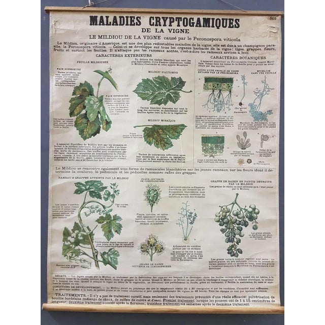 Vintage Disease of the Vines Poster on Toile For Sale - Image 10 of 10