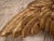 French 18th Century French Gilded Antique Wings For Sale - Image 3 of 10