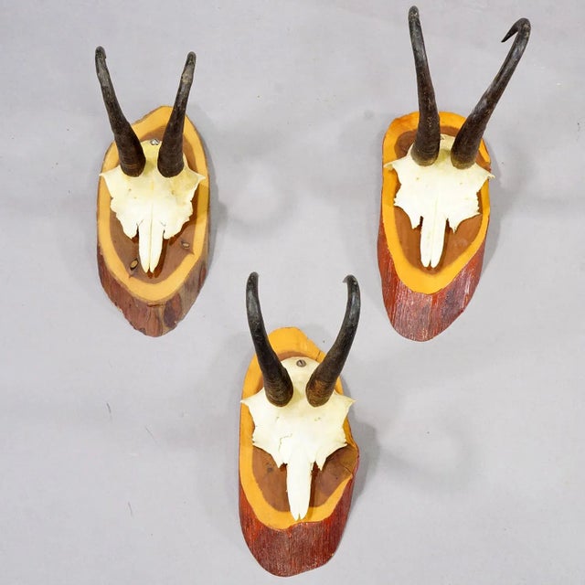 Rustic European Set of Six Vintage Chamois Trophies on Wooden Plaques, Germany Ca. 1960s For Sale - Image 3 of 7