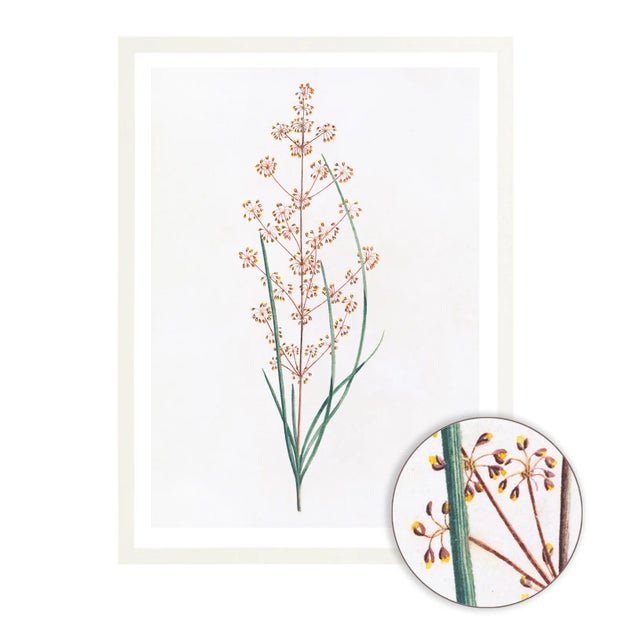 Celerie Kemble Curated Australian Botanical IV (40x60) in White Frame For Sale - Image 4 of 4