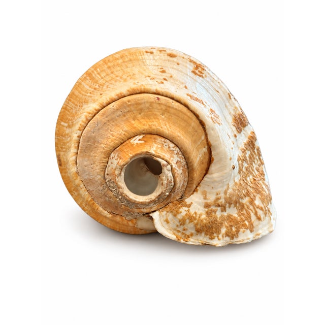 7 Inch Natural Seashell in Cream and Warm Peach Tones For Sale - Image 4 of 5