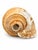 Natural Seashell in Cream and Warm Peach Tones For Sale - Image 4 of 5