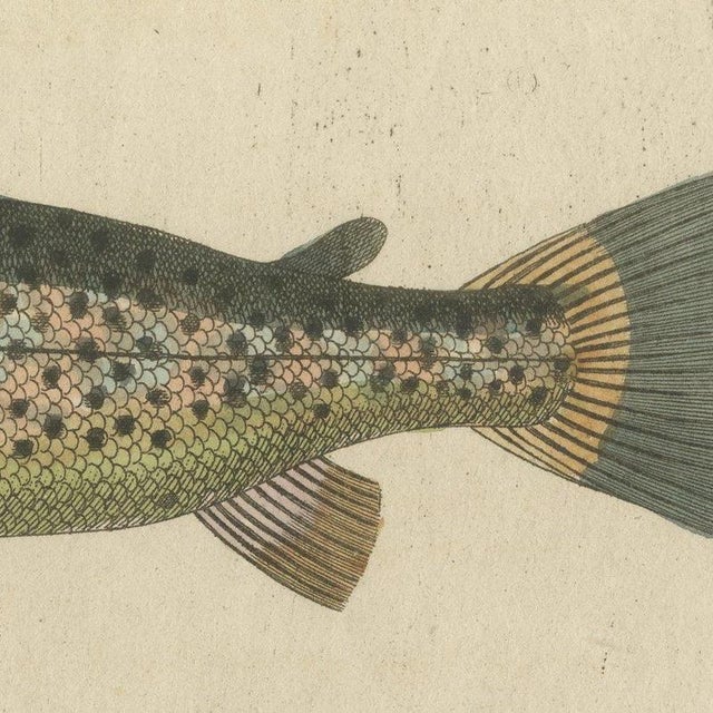 Beige Bertuch, Five Trout with Salmon Trout and Alpine Char, 1805, Print For Sale - Image 8 of 12