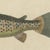 Beige Bertuch, Five Trout with Salmon Trout and Alpine Char, 1805, Print For Sale - Image 8 of 12