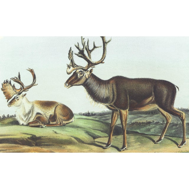 Original first edition Audubon stone lithograph from "The Viviparous Quadrupeds of North America", octavo edition, printed...