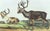 Original first edition Audubon stone lithograph from "The Viviparous Quadrupeds of North America", octavo edition, printed...