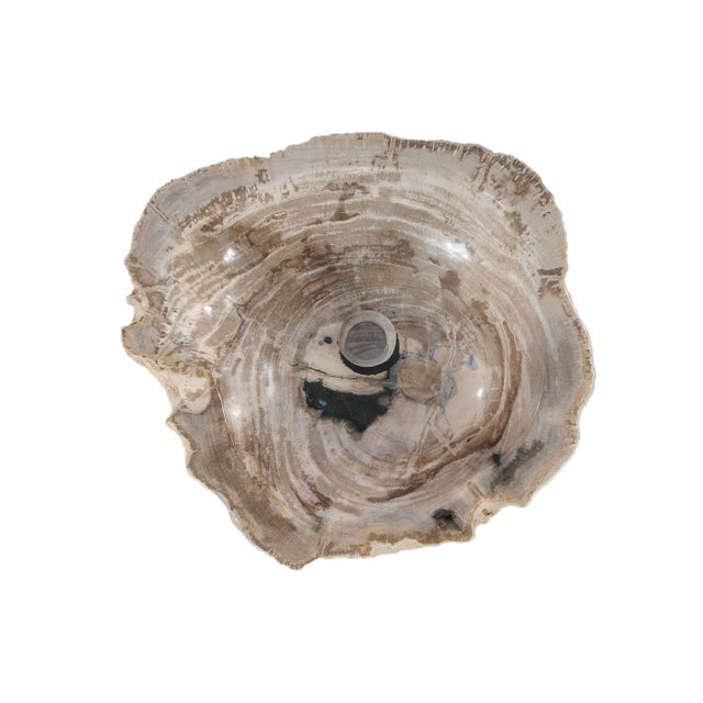 Freestanding Petrified Wood Water Basin by Xyleia Petrified Wood For Sale - Image 4 of 8