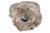 Freestanding Petrified Wood Water Basin by Xyleia Petrified Wood For Sale - Image 4 of 8