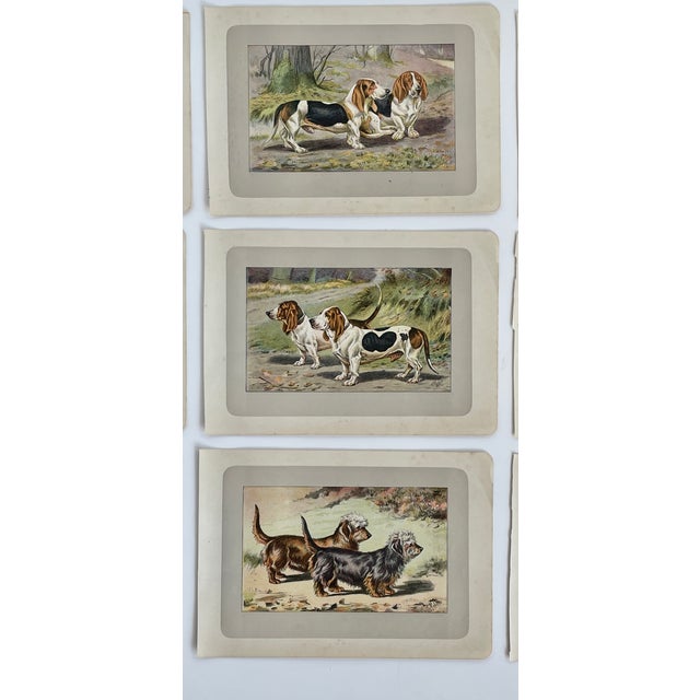 Illustration 1907 French Photogravure Prints - Collection of Nine Short-Legged Dogs - For Sale - Image 3 of 5