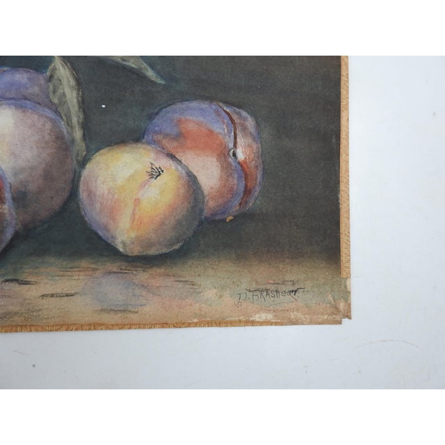 Antique early 20th century watercolor on paper still life with basket and peaches or plums. Signed D. Brashear lower right...