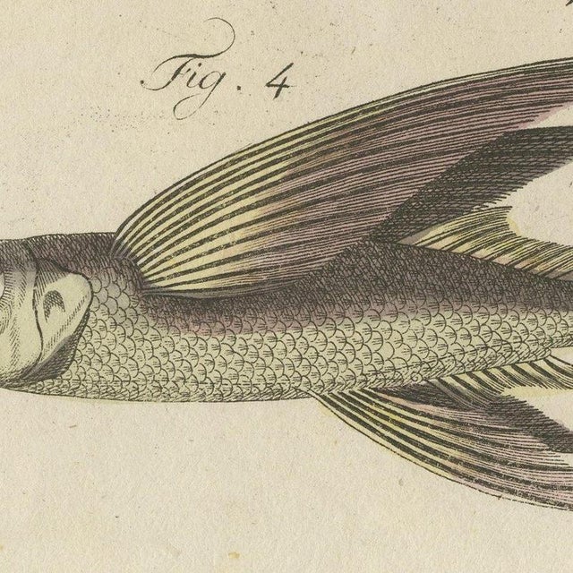 Paper Bertuch, Flying Fish with a Flying Gurnard, 1805, Print For Sale - Image 7 of 12