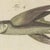Paper Bertuch, Flying Fish with a Flying Gurnard, 1805, Print For Sale - Image 7 of 12
