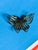 Vintage 1960s Filigree Butterfly Brooch Pin With Cannetille Style Openwork For Sale - Image 9 of 16