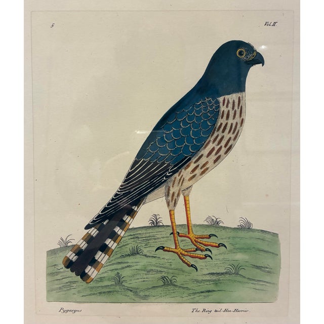 An elegant vintage ornithological print depicting the Ringtail Hen Harrier, a graceful bird of prey illustrated in the...