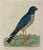 An elegant vintage ornithological print depicting the Ringtail Hen Harrier, a graceful bird of prey illustrated in the...
