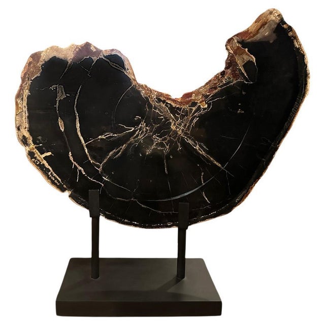 A rare two inch thick slab of petrified wood floats on a minimalist metal base. This ancient slab can also be used as a...