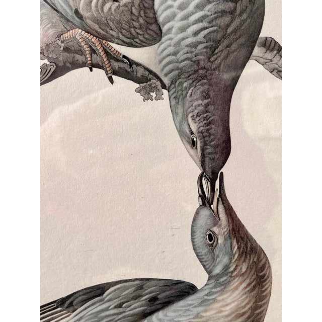1960s XL 35"h Audubon "Birds of America" Engravings by R. Havell -Set of 2 For Sale - Image 10 of 17