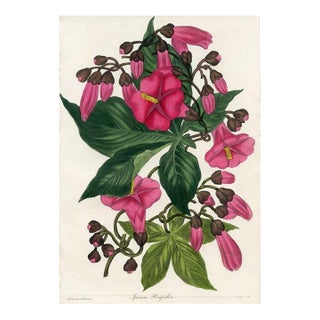 1836, Morning Glory Botanical Print From Joseph Paxton, Original Antique Botanical Print, Lithograph, Hand-Colored, England For Sale