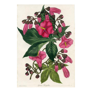 1836, Morning Glory Botanical Print From Joseph Paxton, Original Antique Botanical Print, Lithograph, Hand-Colored, England