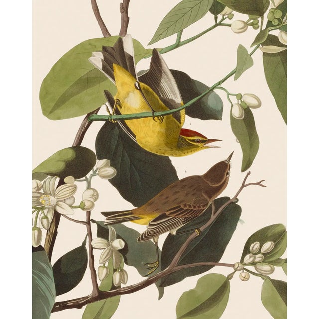Introducing the Duchess Edition: a refined collection of Audubon Bird Giclée reproductions that elevate the timeless...