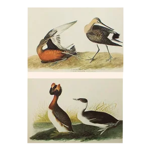 1966 Vintage Cottage Print "Hudsonian Godwit and Horned Grebe" After John James Audubon