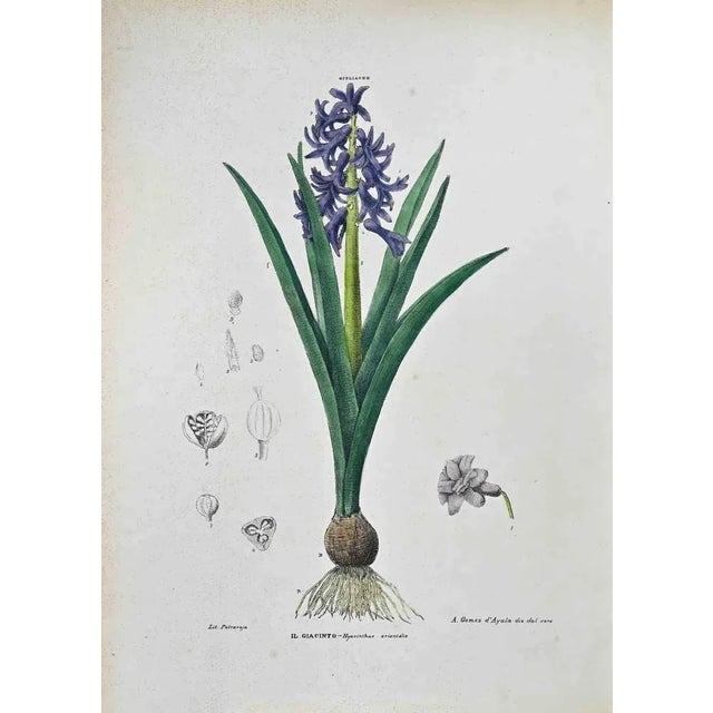 Lithograph hand watercolored. Plate from "Atlante di Botanica popolare ossia Illustrazione di Piante Notevoli di ogni...