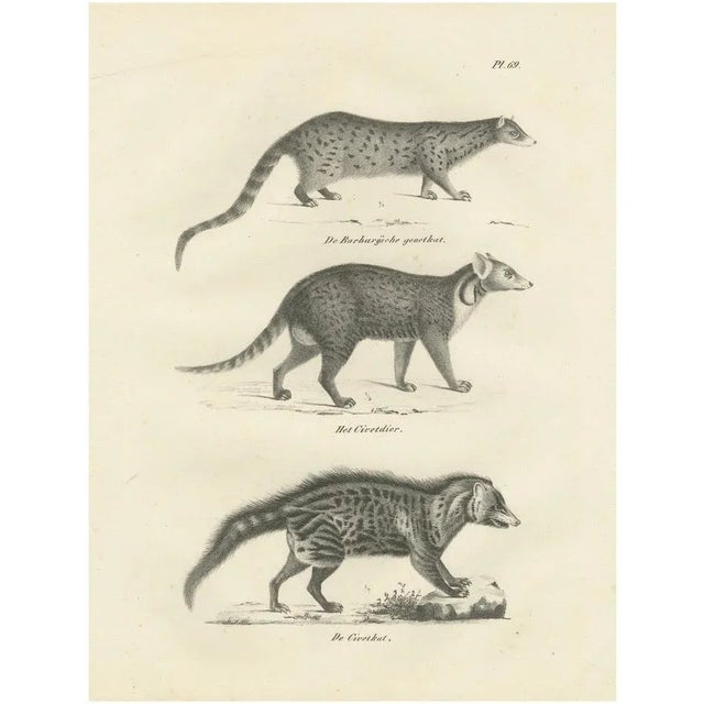 Genet and Civet and African Civet, 1836, Lithograph For Sale - Image 10 of 10