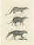 Genet and Civet and African Civet, 1836, Lithograph For Sale - Image 10 of 10