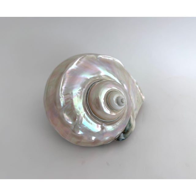 White Rare Mother-of-Pearl Turbo Marmoratus Shell For Sale - Image 8 of 10