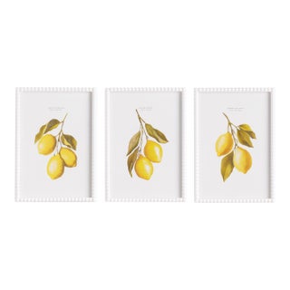 Lemon Cuttings Study, Set Of 3 For Sale