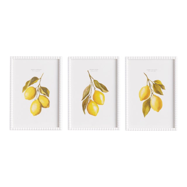 Lemon Cuttings Study, Set Of 3 For Sale