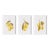 Lemon Cuttings Study, Set Of 3 For Sale
