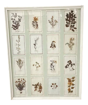 18th Century Herbarium Plates Panel