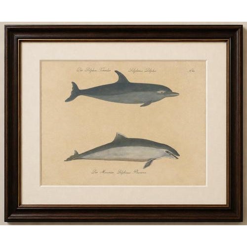 Antique Dolphin & Porpoise Lithograph by Karl Joseph Brodtmann, 1816 This elegant early 19th-century hand-colored...