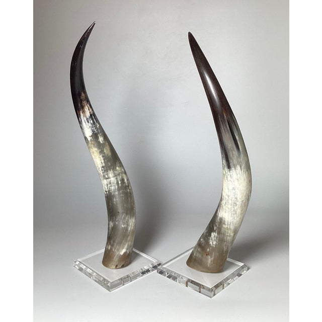 A chic pair of steer horns each mounted on Lucite bases. These highly decorative horns add a unique air of sophistication...