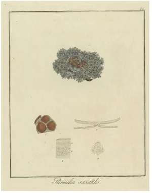 F. Guimpel, Parmelia Saxatilis, 1819, Engraving on Paper