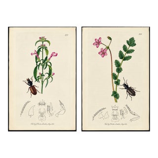 Rare Antique John Curtis Botanical & Insect Engravings C. 1825, Two Prints For Sale